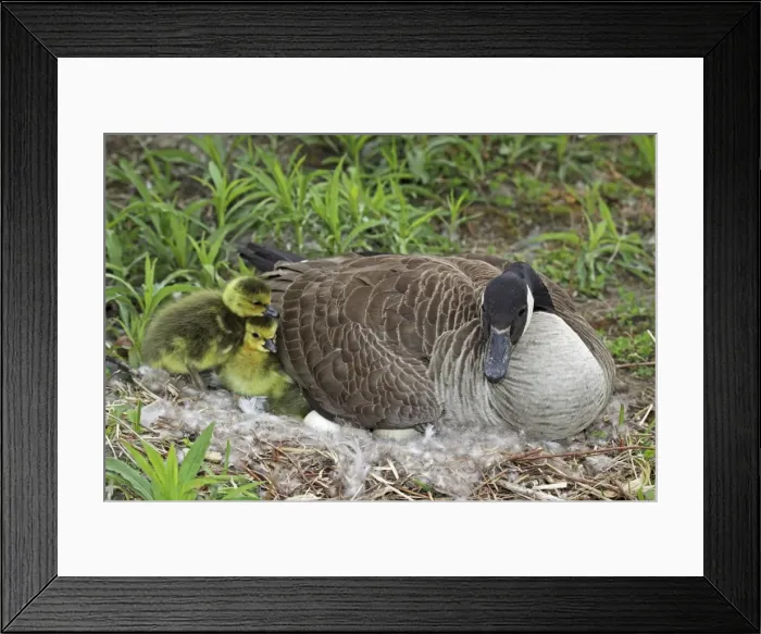Framed Print : Canada Goose (Branta canadensis) Adult on nest with newly hatched young - New York - USA -The most common and best-known goose - Identified by the black head and neck and broad white cheek-Breeds on lake shores