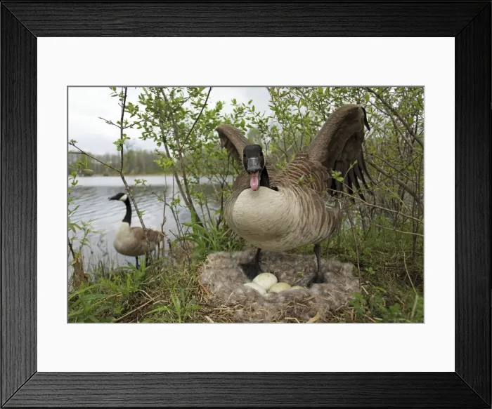 Framed Print : Canada Goose (Branta canadensis) Defending nest with eggs -New York-The most common and best-known goose- identified by the black head and neck and broad white cheek-Breeds on lake shores
