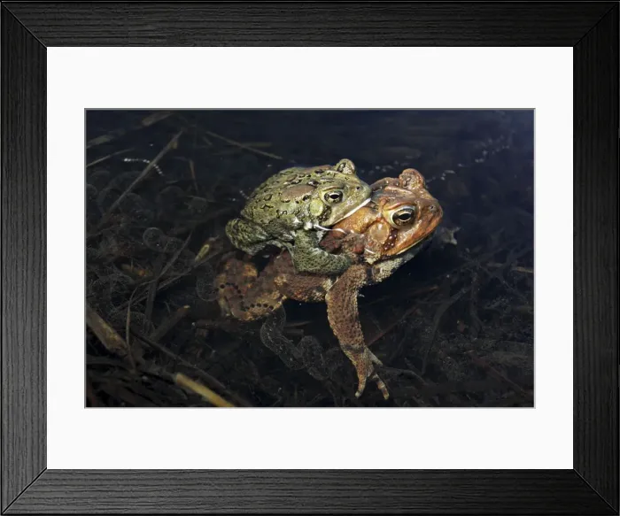 Framed Print : American Toad (Bufo americanus) - Pair in amplexus - Laying eggs - New York - USA - Hop toad - Widespread and abundant in eastern United States and Canada - Found in suburban backyards to woodland Framed Print : American Toad (Bufo americanus) - Pair in amplexus - Laying eggs - New York - USA - Hop toad - Widespread and abundant in eastern United States and Canada - Found in suburban backyards to woodland