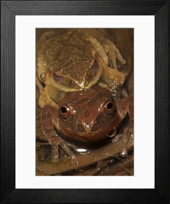 Framed Print : Spring Peepers (Pseudacris crucifer) - Pair in amplexus - New York - USA - Quite small chorus frog - Seldom seen - Emerges during the first rains of the year - Mating season from March to May - Emits a distinctive loud rising Framed Print : Spring Peepers (Pseudacris crucifer) - Pair in amplexus - New York - USA - Quite small chorus frog - Seldom seen - Emerges during the first rains of the year - Mating season from March to May - Emits a distinctive loud rising