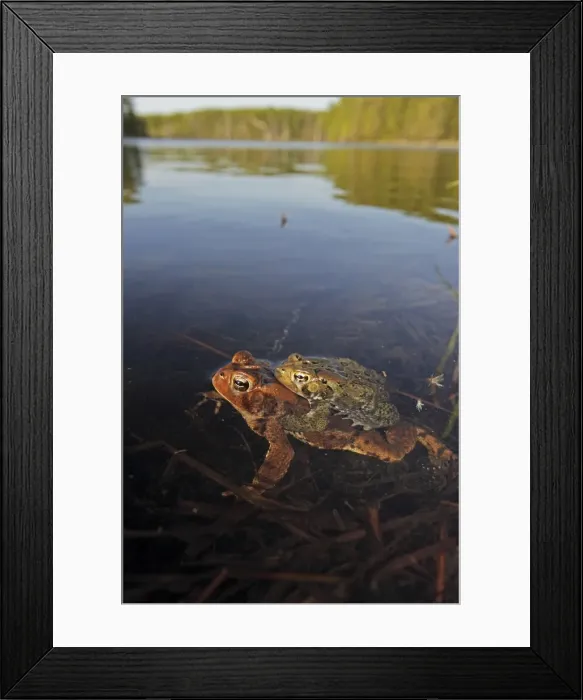 Framed Print : American Toad (Bufo americanus) - Pair in amplexus - Laying eggs - New York - USA - Hop toad - Widespread and abundant in eastern United States and Canada - Found in suburban backyards to woodland Framed Print : American Toad (Bufo americanus) - Pair in amplexus - Laying eggs - New York - USA - Hop toad - Widespread and abundant in eastern United States and Canada - Found in suburban backyards to woodland