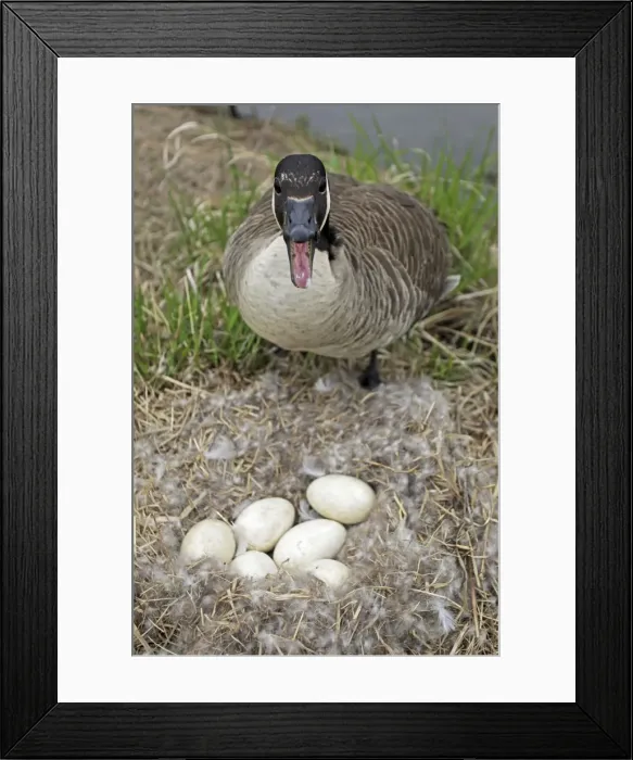 Framed Print : Canada Goose (Branta canadensis) Defending nest with eggs -New York-The most common and best-known goose- identified by the black head and neck and broad white cheek-Breeds on lake shores Framed Print : Canada Goose (Branta canadensis) Defending nest with eggs -New York-The most common and best-known goose- identified by the black head and neck and broad white cheek-Breeds on lake shores