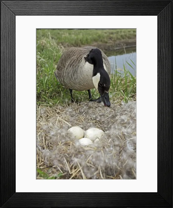 Framed Print : Canada Goose (Branta canadensis) Defending nest with eggs -New York-The most common and best-known goose- identified by the black head and neck and broad white cheek-Breeds on lake shores