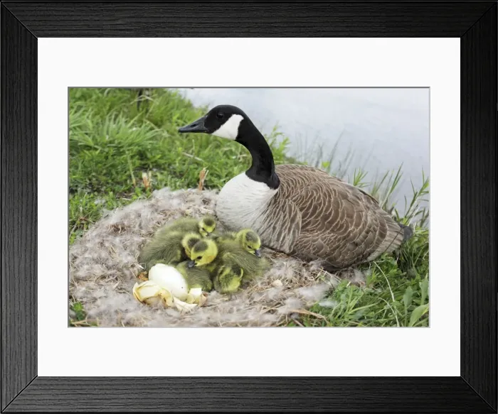 Framed Print : Canada Goose (Branta canadensis) on nest with young-New York-The most common and best-known goose- identified by the black head and neck and broad white cheek-Breeds on lake shores