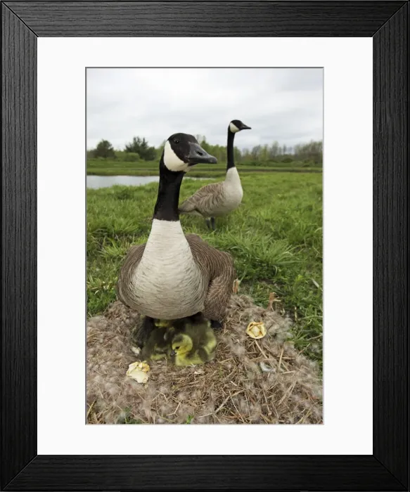 Framed Print : Canada Goose (Branta canadensis) on nest with young-New York-The most common and best-known goose- identified by the black head and neck and broad white cheek-Breeds on lake shores Framed Print : Canada Goose (Branta canadensis) on nest with young-New York-The most common and best-known goose- identified by the black head and neck and broad white cheek-Breeds on lake shores