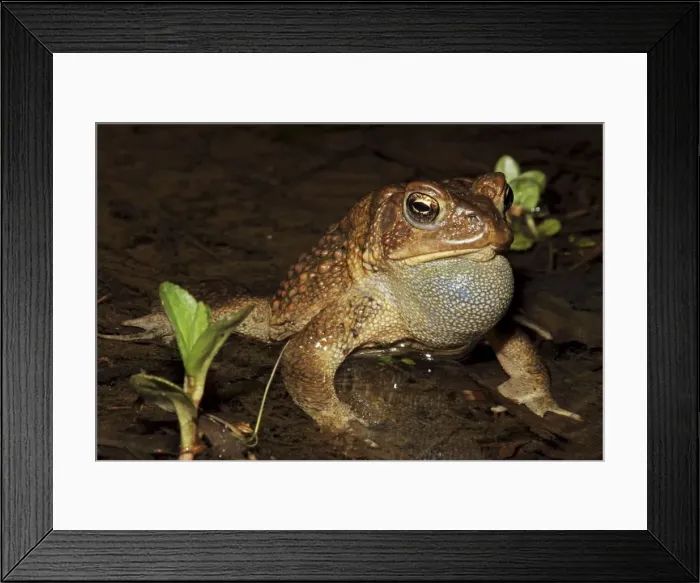 Framed Print : American Toad (Bufo americanus) - Male calling to attract female - New York - USA - Hop toad - Widespread and abundant in eastern United States and Canada - Found in suburban backyards to woodland Framed Print : American Toad (Bufo americanus) - Male calling to attract female - New York - USA - Hop toad - Widespread and abundant in eastern United States and Canada - Found in suburban backyards to woodland