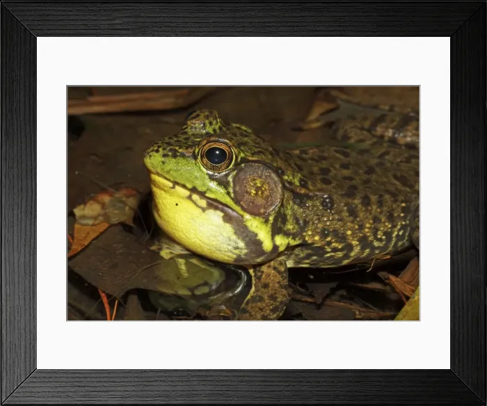 Framed Print : Green Frog (Rana clamitans) - Male calling to attract mate - New York - USA Framed Print : Green Frog (Rana clamitans) - Male calling to attract mate - New York - USA