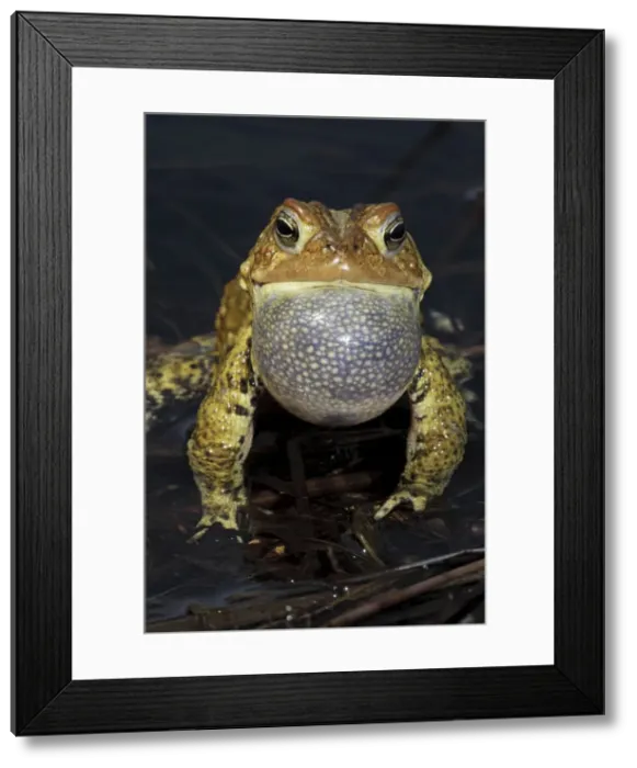Framed Print : American Toad (Bufo americanus) - Male calling to attract female - New York - USA - Hop toad - Widespread and abundant in eastern United States and Canada - Found in suburban backyards to woodland Framed Print : American Toad (Bufo americanus) - Male calling to attract female - New York - USA - Hop toad - Widespread and abundant in eastern United States and Canada - Found in suburban backyards to woodland