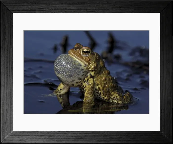 Framed Print : American Toad (Bufo americanus) - Male calling to attract female - New York - USA - Hop toad - Widespread and abundant in eastern United States and Canada - Found in suburban backyards to woodland Framed Print : American Toad (Bufo americanus) - Male calling to attract female - New York - USA - Hop toad - Widespread and abundant in eastern United States and Canada - Found in suburban backyards to woodland