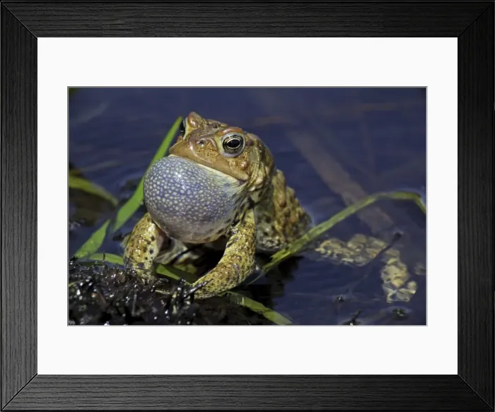Framed Print : American Toad (Bufo americanus) - Male calling to attract female - New York - USA - Hop toad - Widespread and abundant in eastern United States and Canada - Found in suburban backyards to woodland Framed Print : American Toad (Bufo americanus) - Male calling to attract female - New York - USA - Hop toad - Widespread and abundant in eastern United States and Canada - Found in suburban backyards to woodland