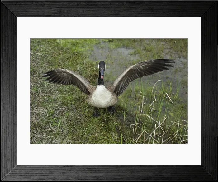Framed Print : Canada Goose (Branta canadensis) Defending nest with eggs -New York-The most common and best-known goose- identified by the black head and neck and broad white cheek-Breeds on lake shores Framed Print : Canada Goose (Branta canadensis) Defending nest with eggs -New York-The most common and best-known goose- identified by the black head and neck and broad white cheek-Breeds on lake shores