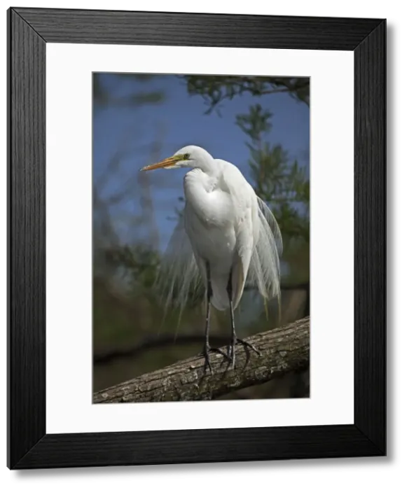 Framed Print : Great Egret (Casmerodius albus) - Perched on branch - Louisiana - Distinguished from most other white herons by large size ( L39 W51') - Common in marshes-mangroves swamps-mud flats - Partial to open habitats for feeding - stalks prey Framed Print : Great Egret (Casmerodius albus) - Perched on branch - Louisiana - Distinguished from most other white herons by large size ( L39 W51') - Common in marshes-mangroves swamps-mud flats - Partial to open habitats for feeding - stalks prey