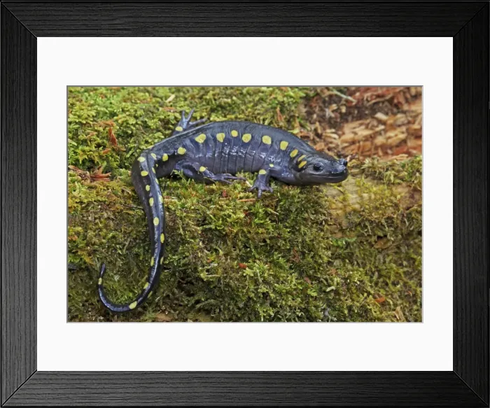 Framed Print : Spotted Salamander (Ambystoma maculatum) - New York USA - In early spring migration to woodland pond Framed Print : Spotted Salamander (Ambystoma maculatum) - New York USA - In early spring migration to woodland pond