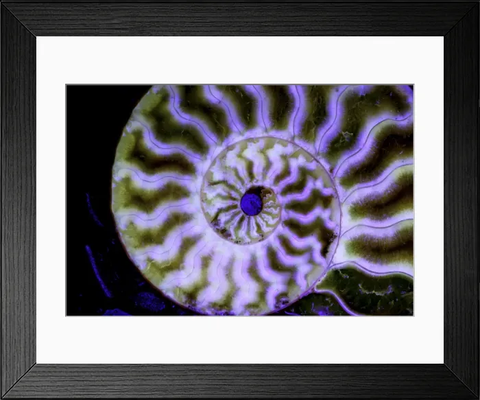 Framed Print : Fossil ammonite- Cleoniceras spp. - Cretaceous - Madagascar Framed Print : Fossil ammonite- Cleoniceras spp. - Cretaceous - Madagascar