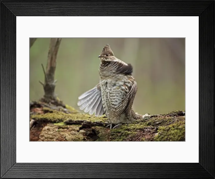 Framed Print : Ruffed Grouse (Bonasa umbellus) - Male engaged in courtship display - New York - USA - Display behavior consists of male rapidly beating wings while standing producing a low-pitched drumming sound Framed Print : Ruffed Grouse (Bonasa umbellus) - Male engaged in courtship display - New York - USA - Display behavior consists of male rapidly beating wings while standing producing a low-pitched drumming sound