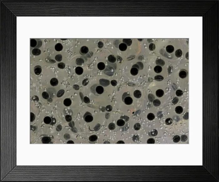 Framed Print : Wood Frog Communal Egg Mass (Rana sylvatica) (Lithobates sylvaticus) - New York - USA Framed Print : Wood Frog Communal Egg Mass (Rana sylvatica) (Lithobates sylvaticus) - New York - USA