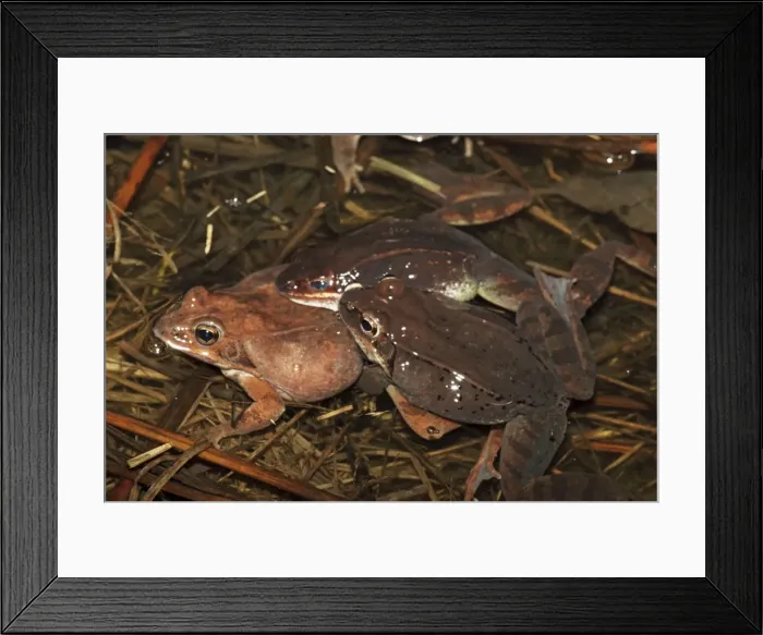 Framed Print : Wood Frogs males (Rana sylvatica) (Lithobates sylvaticus) attempting to mate with a single female - Males compete for mates by scramble competition - New York - USA - Ranges across much of northern US Framed Print : Wood Frogs males (Rana sylvatica) (Lithobates sylvaticus) attempting to mate with a single female - Males compete for mates by scramble competition - New York - USA - Ranges across much of northern US