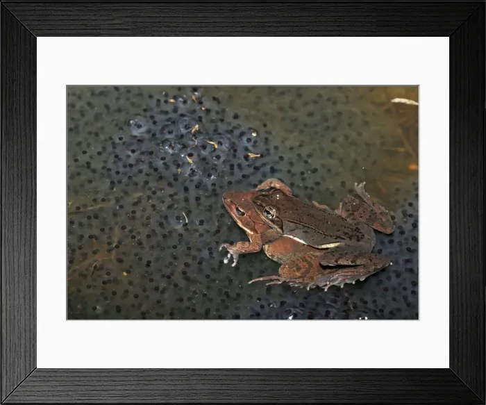 Framed Print : Wood Frog Pair in Amplexus (Rana sylvatica) (Lithobates sylvaticus) - Atop communal egg mass - New York - USA - Ranges across much of northern US and Canada - Breeds in temporary vernal ponds in early spring - Males compete for mates by Framed Print : Wood Frog Pair in Amplexus (Rana sylvatica) (Lithobates sylvaticus) - Atop communal egg mass - New York - USA - Ranges across much of northern US and Canada - Breeds in temporary vernal ponds in early spring - Males compete for mates by