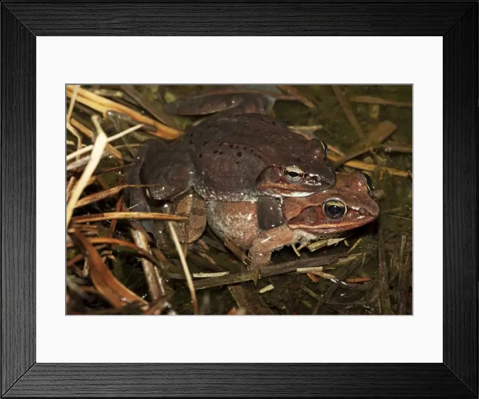 Framed Print : Wood Frog Pair in Amplexus (Rana sylvatica) (Lithobates sylvaticus) - New York - USA - Ranges across much of northern US and Canada - Breeds in temporary vernal ponds in early spring - Males compete for mates by scramble competition Framed Print : Wood Frog Pair in Amplexus (Rana sylvatica) (Lithobates sylvaticus) - New York - USA - Ranges across much of northern US and Canada - Breeds in temporary vernal ponds in early spring - Males compete for mates by scramble competition