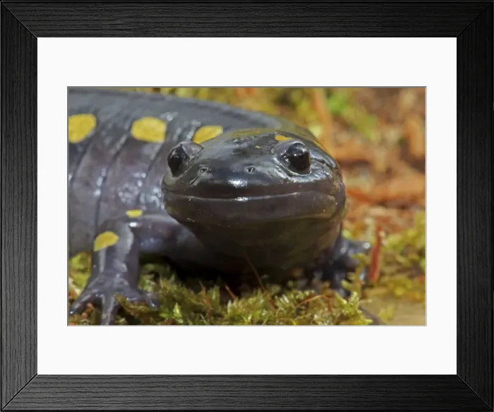 Framed Print : Spotted Salamander (Ambystoma maculatum) - Close-up - New York USA - In early spring migration to woodland pond Framed Print : Spotted Salamander (Ambystoma maculatum) - Close-up - New York USA - In early spring migration to woodland pond