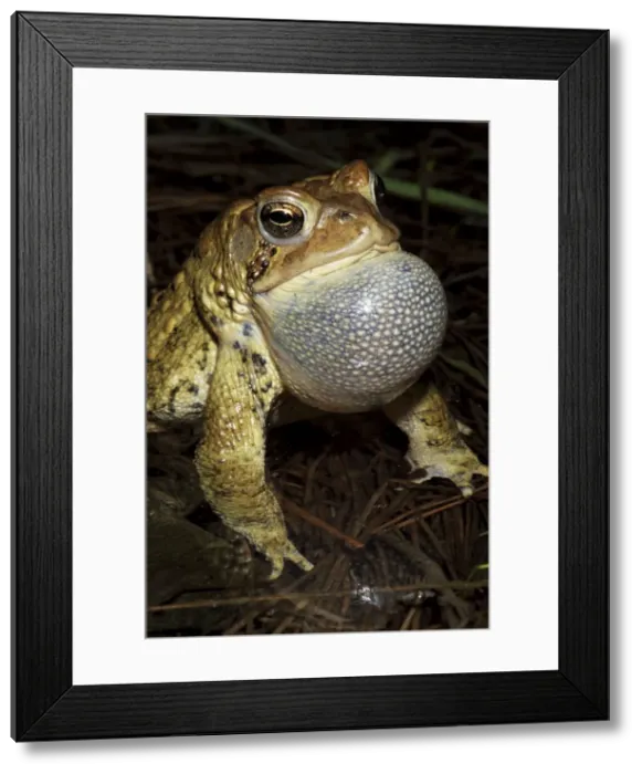 Framed Print : American Toad (Bufo americanus) - Male calling to attract female - New York - USA - Hop toad - Widespread and abundant in eastern United States and Canada - Found in suburban backyards to woodland Framed Print : American Toad (Bufo americanus) - Male calling to attract female - New York - USA - Hop toad - Widespread and abundant in eastern United States and Canada - Found in suburban backyards to woodland