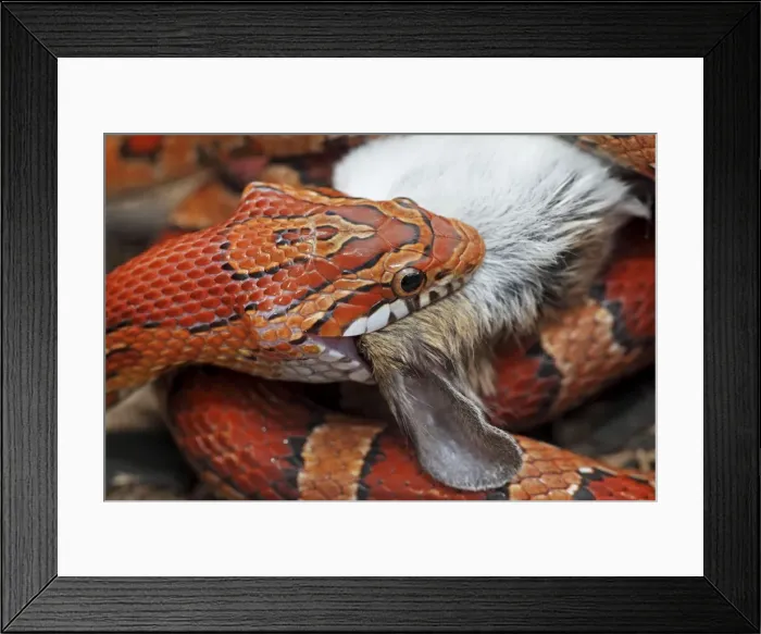 Framed Print : Corn Snake (Pantherophis guttatus) - Eating mouse - Captive - Formerly Elaphe guttata - Native to southeastern United States - One of the most common pet snakes in the world Framed Print : Corn Snake (Pantherophis guttatus) - Eating mouse - Captive - Formerly Elaphe guttata - Native to southeastern United States - One of the most common pet snakes in the world