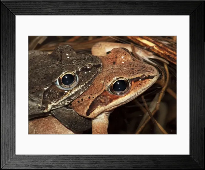 Framed Print : Wood Frog Pair in Amplexus (Rana sylvatica) (Lithobates sylvaticus) - New York - USA - Ranges across much of northern US and Canada - Breeds in temporary vernal ponds in early spring - Males compete for mates by scramble competition Framed Print : Wood Frog Pair in Amplexus (Rana sylvatica) (Lithobates sylvaticus) - New York - USA - Ranges across much of northern US and Canada - Breeds in temporary vernal ponds in early spring - Males compete for mates by scramble competition