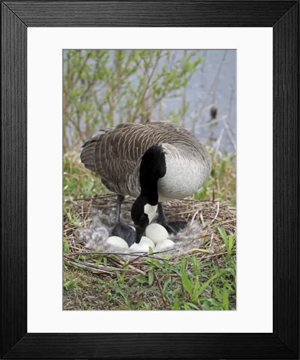 Framed Print : Canada Goose (Branta canadensis) - On Nest with Eggs - NY -USA - The most common and best-known goose - Identified by the black head and neck and broad white cheek-Breeds on lake shores Framed Print : Canada Goose (Branta canadensis) - On Nest with Eggs - NY -USA - The most common and best-known goose - Identified by the black head and neck and broad white cheek-Breeds on lake shores