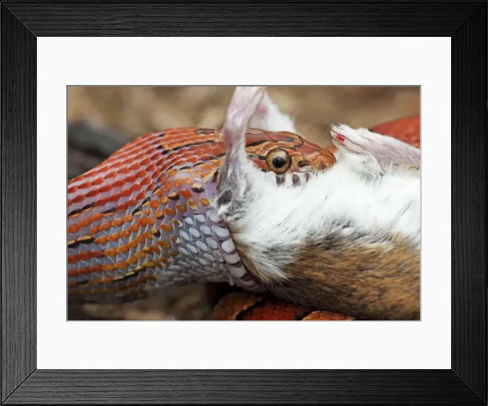 Framed Print : Corn Snake (Pantherophis guttatus) - Eating mouse - Captive - Formerly Elaphe guttata - Native to southeastern United States - One of the most common pet snakes in the world Framed Print : Corn Snake (Pantherophis guttatus) - Eating mouse - Captive - Formerly Elaphe guttata - Native to southeastern United States - One of the most common pet snakes in the world