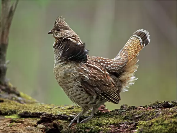Ruffed Grouse (Bonasa umbellus) - Male engaged in courtship display - New York - USA - Display behavior consists of male rapidly beating wings while standing producing a low-pitched 'drumming' sound