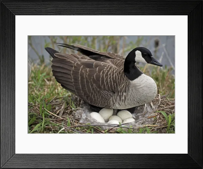 Framed Print : Canada Goose (Branta canadensis) - On Nest with Eggs - NY -USA - The most common and best-known goose - Identified by the black head and neck and broad white cheek-Breeds on lake shores Framed Print : Canada Goose (Branta canadensis) - On Nest with Eggs - NY -USA - The most common and best-known goose - Identified by the black head and neck and broad white cheek-Breeds on lake shores