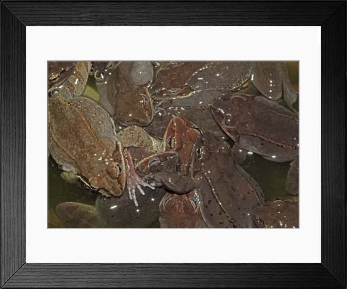 Framed Print : Wood Frogs males (Rana sylvatica) (Lithobates sylvaticus) attempting to mate with a single female - Males compete for mates by scramble competition - New York - USA - Ranges across much of northern US Framed Print : Wood Frogs males (Rana sylvatica) (Lithobates sylvaticus) attempting to mate with a single female - Males compete for mates by scramble competition - New York - USA - Ranges across much of northern US