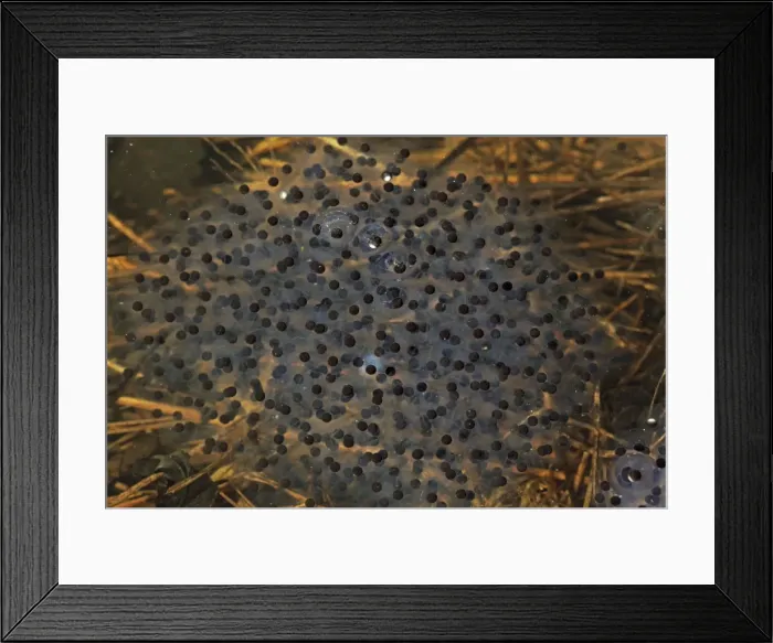 Framed Print : Wood Frog Egg Mass (Rana sylvatica) (Lithobates sylvaticus) - New York - USA - Ranges across much of northern US and Canada - Breeds in temporary vernal ponds in early spring - Males compete for mates by scramble competition Framed Print : Wood Frog Egg Mass (Rana sylvatica) (Lithobates sylvaticus) - New York - USA - Ranges across much of northern US and Canada - Breeds in temporary vernal ponds in early spring - Males compete for mates by scramble competition