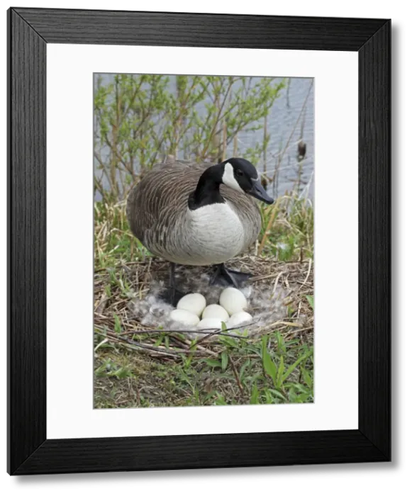 Framed Print : Canada Goose (Branta canadensis) - On Nest with Eggs - NY -USA - The most common and best-known goose - Identified by the black head and neck and broad white cheek-Breeds on lake shores Framed Print : Canada Goose (Branta canadensis) - On Nest with Eggs - NY -USA - The most common and best-known goose - Identified by the black head and neck and broad white cheek-Breeds on lake shores