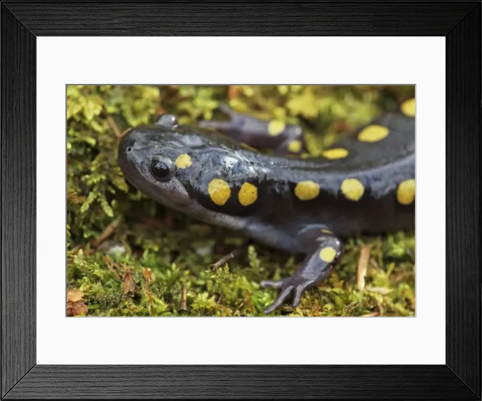 Framed Print : Spotted Salamander (Ambystoma maculatum) - New York USA - In early spring migration to woodland pond Framed Print : Spotted Salamander (Ambystoma maculatum) - New York USA - In early spring migration to woodland pond