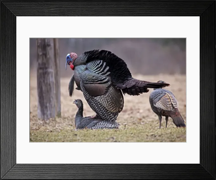 Framed Print : Wild Turkey (Meleagris gallopavo) - Wild Turkeys Mating - Male (top) preparing to copulate with female - Snowing lightly - New York - Widespread in the U. S Framed Print : Wild Turkey (Meleagris gallopavo) - Wild Turkeys Mating - Male (top) preparing to copulate with female - Snowing lightly - New York - Widespread in the U. S