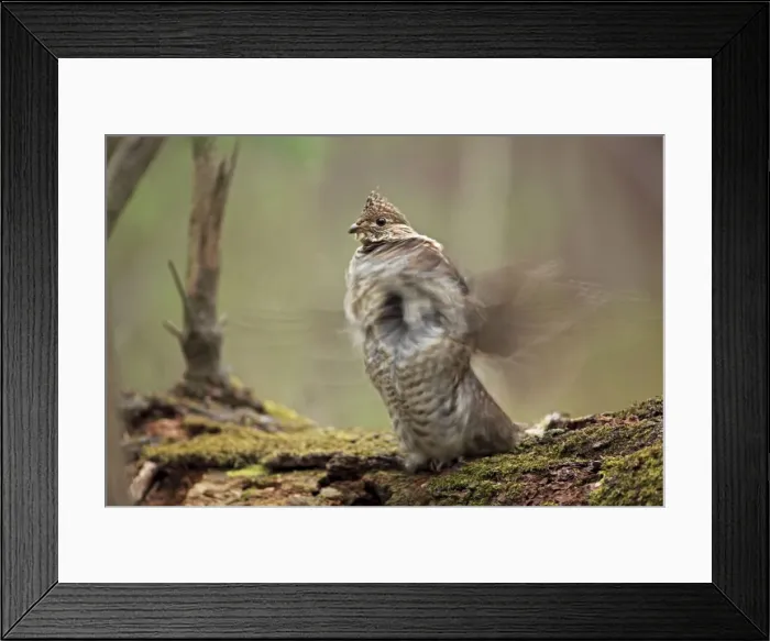 Framed Print : Ruffed Grouse (Bonasa umbellus) - Male engaged in courtship display - New York - USA - Display behavior consists of male rapidly beating wings while standing producing a low-pitched drumming sound Framed Print : Ruffed Grouse (Bonasa umbellus) - Male engaged in courtship display - New York - USA - Display behavior consists of male rapidly beating wings while standing producing a low-pitched drumming sound