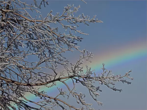 Ice-covered Branches and Rainbow - Niagara Falls - Canada