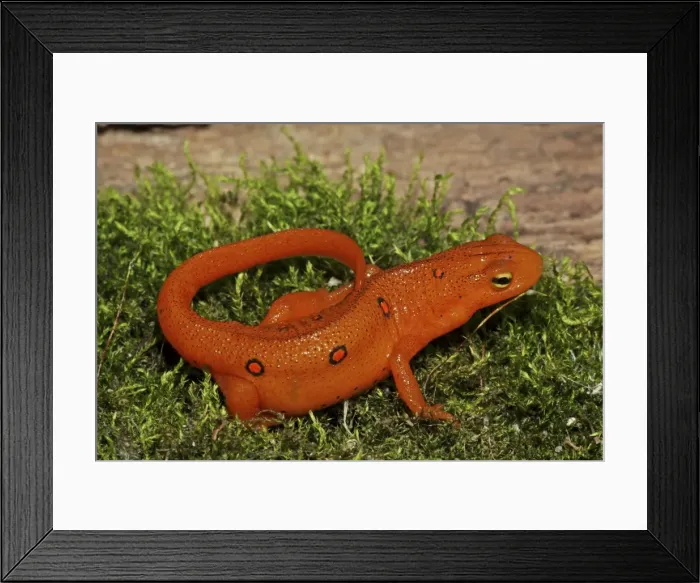 Framed Print : Red Eft - Terrestrial Form of Red-Spotted Newt (Notophthalmus viridescens viridescens) - New York - USA Framed Print : Red Eft - Terrestrial Form of Red-Spotted Newt (Notophthalmus viridescens viridescens) - New York - USA