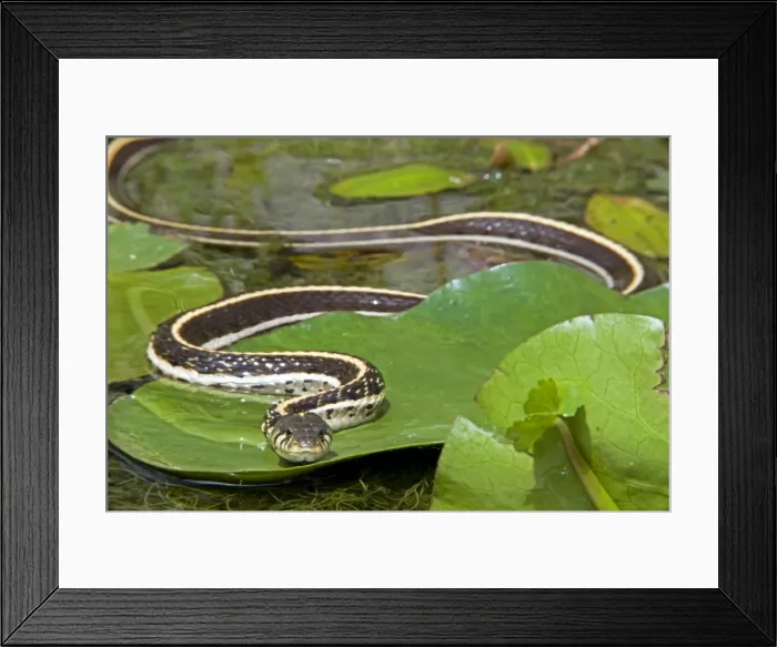 Framed Print : Black-necked Garter Snake (Thamnophis cyrtopsis) - Az - USA - Semi-aquatic Framed Print : Black-necked Garter Snake (Thamnophis cyrtopsis) - Az - USA - Semi-aquatic