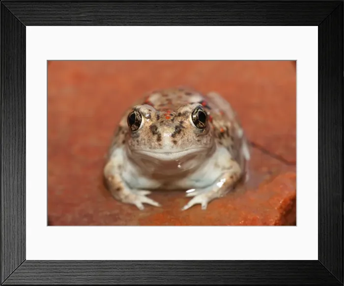Framed Print : Great Basin Spadefoot - Newly metamorphosed - Utah - USA Framed Print : Great Basin Spadefoot - Newly metamorphosed - Utah - USA