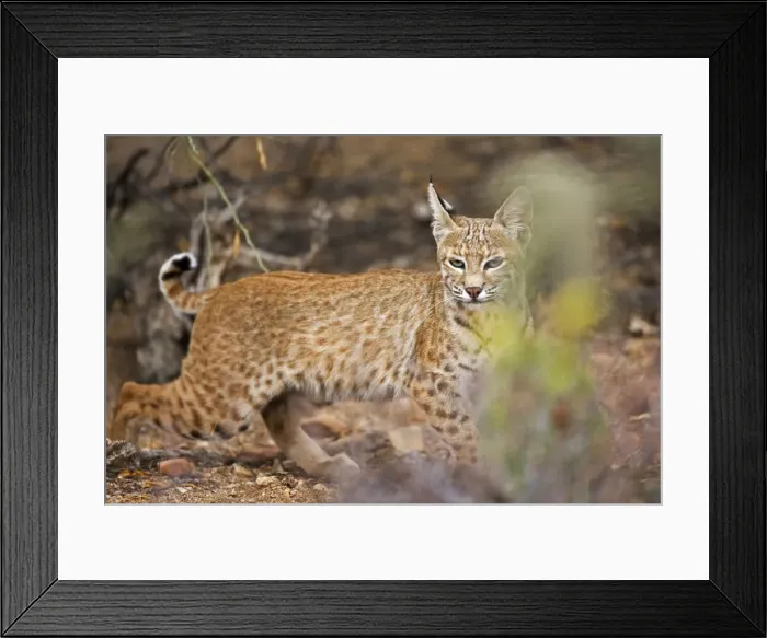 Framed Print : Bobcat - Arizona Framed Print : Bobcat - Arizona