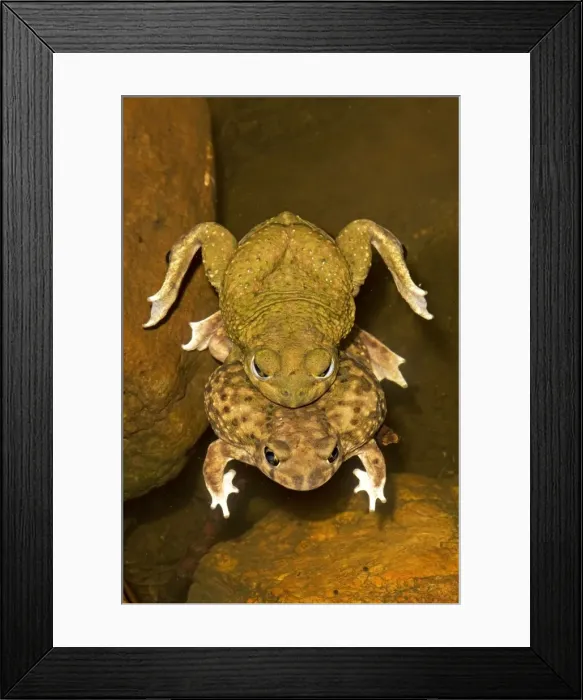 Framed Print : Couch's Spadefoot (Scaphiopus couchii) Pair in amplexus -Breeds chiefly from May to Sept in periods of rainfall - Occurs in shortgrass prairie- mesquite savanna- creosote bush desert- thorn forest- tropical deciduous forest Framed Print : Couch's Spadefoot (Scaphiopus couchii) Pair in amplexus -Breeds chiefly from May to Sept in periods of rainfall - Occurs in shortgrass prairie- mesquite savanna- creosote bush desert- thorn forest- tropical deciduous forest