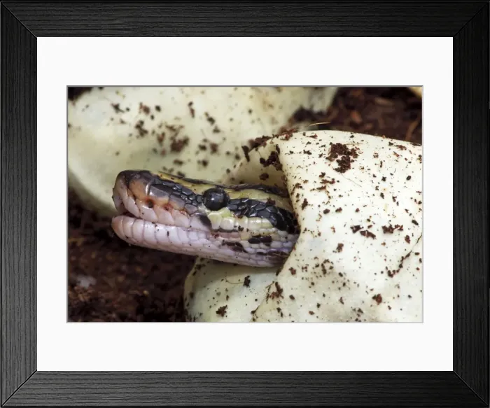 Framed Print : Ball Python (Python regius) - Captive hatching from egg - Native to Africa Framed Print : Ball Python (Python regius) - Captive hatching from egg - Native to Africa