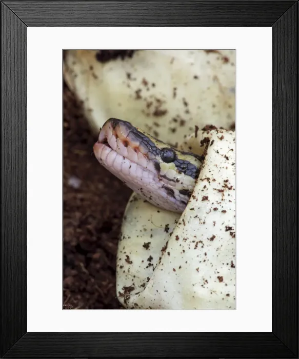 Framed Print : Ball Python (Python regius) - Captive hatching from egg - Native to Africa Framed Print : Ball Python (Python regius) - Captive hatching from egg - Native to Africa