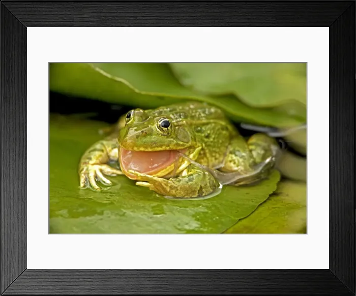 Framed Print : Chiricahua Leopard Frog (Rana chiricahuensis) - Arizona - USA - Swallowing its shed skin - Also known as Ramsey Canyon Leopard Frog (Rana subaquavocalis) Framed Print : Chiricahua Leopard Frog (Rana chiricahuensis) - Arizona - USA - Swallowing its shed skin - Also known as Ramsey Canyon Leopard Frog (Rana subaquavocalis)