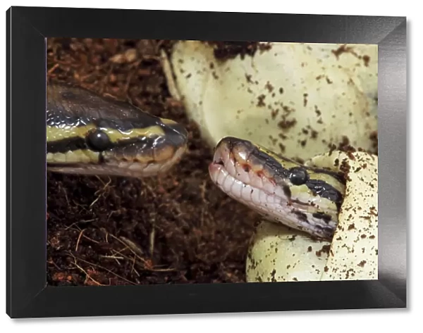 Ball Python (Python regius) - Captive hatching from egg - Native to Africa