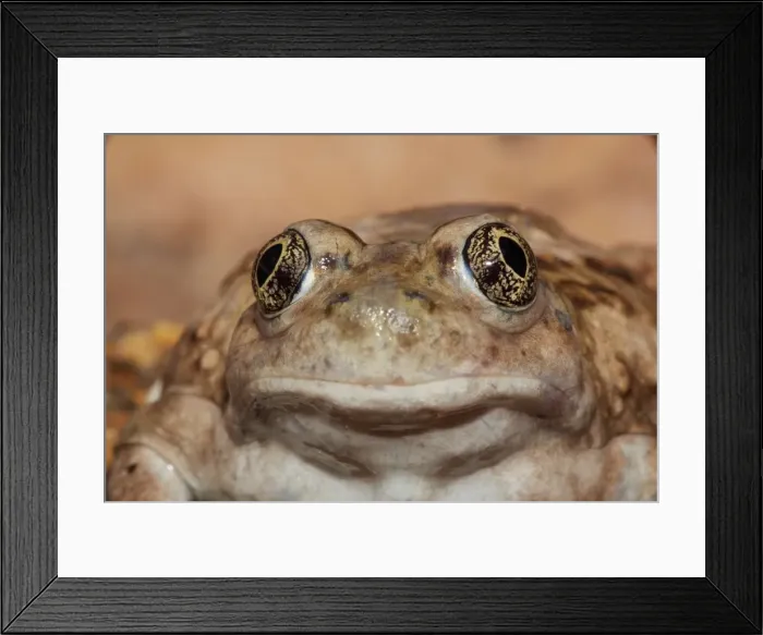 Framed Print : Great Basin Spadefoot - Adult portrait - Utah - USA Framed Print : Great Basin Spadefoot - Adult portrait - Utah - USA