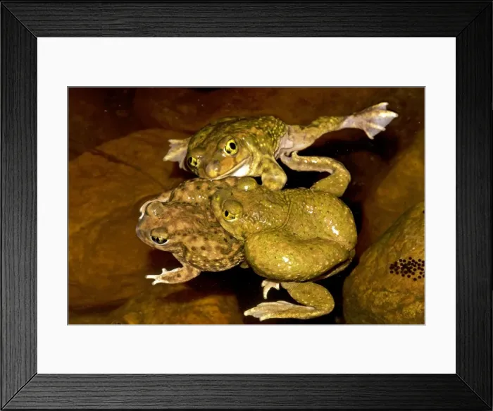 Framed Print : Couch's Spadefoot (Scaphiopus couchii) Males competing to mate - Breeds chiefly from May to Sept in periods of rainfall - Occurs in shortgrass prairie- mesquite savanna- creosote bush desert- thorn forest- tropical deciduous forest Framed Print : Couch's Spadefoot (Scaphiopus couchii) Males competing to mate - Breeds chiefly from May to Sept in periods of rainfall - Occurs in shortgrass prairie- mesquite savanna- creosote bush desert- thorn forest- tropical deciduous forest