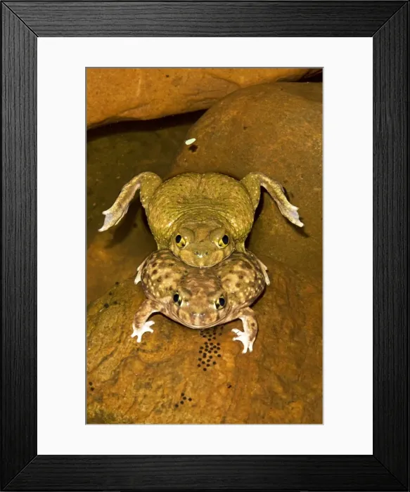 Framed Print : Couch's Spadefoot (Scaphiopus couchii) Pair in amplexus - Shows eggs being laid - Breeds chiefly from May to Sept in periods of rainfall - Occurs in shortgrass prairie- mesquite savanna- creosote bush desert- thorn forest- tropical deciduous Framed Print : Couch's Spadefoot (Scaphiopus couchii) Pair in amplexus - Shows eggs being laid - Breeds chiefly from May to Sept in periods of rainfall - Occurs in shortgrass prairie- mesquite savanna- creosote bush desert- thorn forest- tropical deciduous